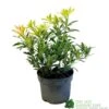 Pieris 'Flaming Silver' 2Ltr Pot (NL) -Longacres Shop 5023242090252