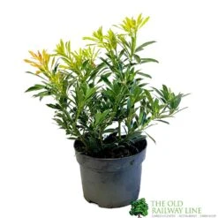 Pieris 'Flaming Silver' 2Ltr Pot (NL)