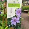Clematis 'Bernadine' Climber 3Ltr Pot -Longacres Shop 5025338000046