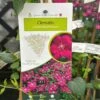 Clematis Viticella 'Royal Velours' Climber 3Ltr Pot -Longacres Shop 5025338001623