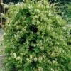 Honeysuckle 'Halls Prolific' Lonicera Japonica Climber 3Ltr Pot