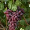 Grape 'Crimson Seedless' 3Ltr Pot -Longacres Shop 5025338005676