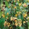 Lonicera Japonica 'Copper Beauty' 3Ltr Pot -Longacres Shop 5025338005850