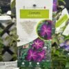 Clematis 'Night Veil' Climber 3Ltr Pot -Longacres Shop 5025338009056