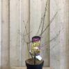 Chimonanthus Praecox 'Wintersweet' Plant 3Ltr Pot (NL) -Longacres Shop 5026429421832