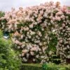 David Austin 'Phyllis Bide'Apricot Pink Rambling Rose 6Ltr Pot -Longacres Shop 5031825004060