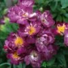 David Austin 'Veilchenblau' Rambling Rose6Ltr Pot -Longacres Shop 5031825006125 b4868627 6d87 4fc5 998d ac91250284d6
