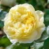 David Austin 'Charles Darwin' Yellow English Rose 6Ltr Pot -Longacres Shop 5031825015936 7f780bb1 f165 4e53 8a34 bdcaafd66cd6