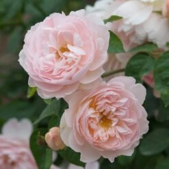 David Austin 'Gentle Hermione' Pink English Rose 6Ltr Pot -Longacres Shop 5031825016971 3