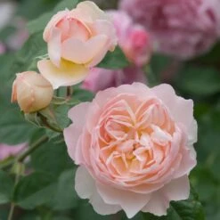 David Austin 'Gentle Hermione' Pink English Rose 6Ltr Pot -Longacres Shop 5031825016971 4