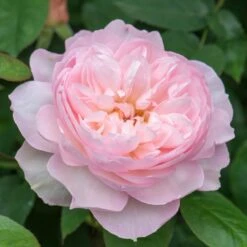 David Austin 'Gentle Hermione' Pink English Rose 6Ltr Pot -Longacres Shop 5031825016971 5