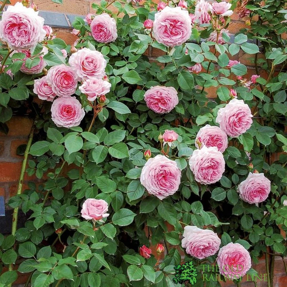 David Austin 'James Galway' Light Pink English Climbing Rose 6Ltr Pot 4 David Austin 'James Galway' Light Pink English Climbing Rose 6Ltr Pot - Image 2