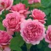 David Austin 'Princess Alexandra Of Kent' Bright Pink English Shrub Rose Plant 6Ltr Pot -Longacres Shop 5031825018364
