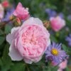 David Austin 'Wisley 2008' English Shrub Rose6Ltr Pot