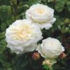 David Austin 'Tranquillity' White English Rose 6Ltr Pot 1 David Austin 'Tranquillity' White English Rose 6Ltr Pot -Longacres Shop 5031825020718 f0d9bda7 7c69 46e3 8a7f 46dcbd603ba0