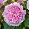 David Austin 'Olivia Rose Austin' Mid Pink English Rose 6Ltr Pot -Longacres Shop 5031825021081