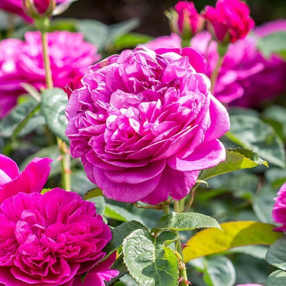 David Austin 'James L Austin' Deep Pink English Shrub Rose 6Ltr Pot 3 David Austin 'James L Austin' Deep Pink English Shrub Rose 6Ltr Pot