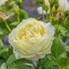 David Austin 'Vanessa Bell' Pale Yellow English Rose 6Ltr Pot -Longacres Shop 5031825021753 f0766a4e 6721 4a00 b03c b80fec0bfd2d