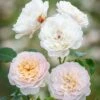 David Austin 'Emily Brontë' Pink English Rose 6Ltr Pot -Longacres Shop 5031825021869