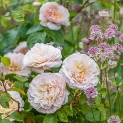 David Austin 'Emily Brontë' Pink English Rose 6Ltr Pot -Longacres Shop 5031825021869 3 9b7506c8 1c1e 4c44 9a3b 79c60ca6b933