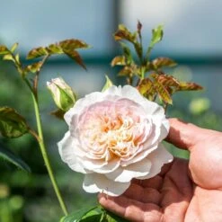 David Austin 'Emily Brontë' Pink English Rose 6Ltr Pot -Longacres Shop 5031825021869 4 96eaa3fc e893 40fc 9443 34a04989ee63