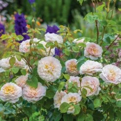 David Austin 'Emily Brontë' Pink English Rose 6Ltr Pot -Longacres Shop 5031825021869 5 fbe9841b df99 4482 a9d2 8bfe3d7a6101