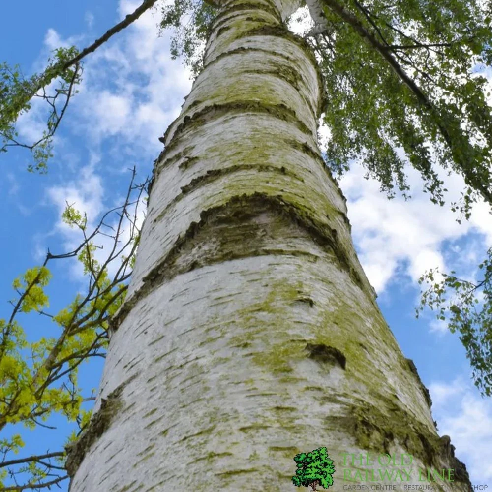 Betula Alba Pendula 12Ltr Pot 3 Betula Alba Pendula 12Ltr Pot