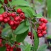Cotoneaster 'Hybridus Pendulus' 12Ltr Pot -Longacres Shop 5038838003110