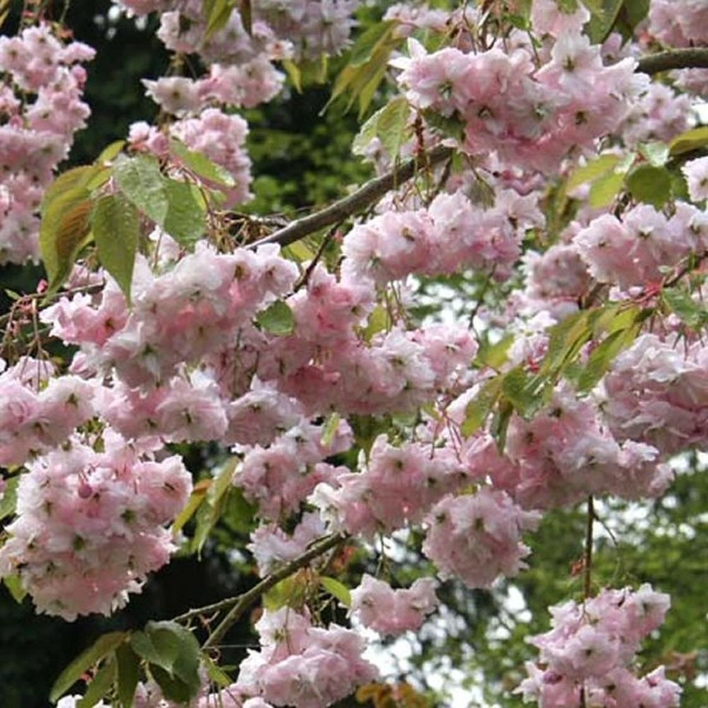 Prunus 'Kiku-Shidare-Zakura' Cherry Blossom Tree 7.5Ltr Pot 3 Prunus 'Kiku-Shidare-Zakura' Cherry Blossom Tree 7.5Ltr Pot