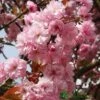 Prunus 'Kanzan' Tree 10Ltr Pot -Longacres Shop 5038838004650 b1570b08 b733 46f2 aa3f 3d30528bd734