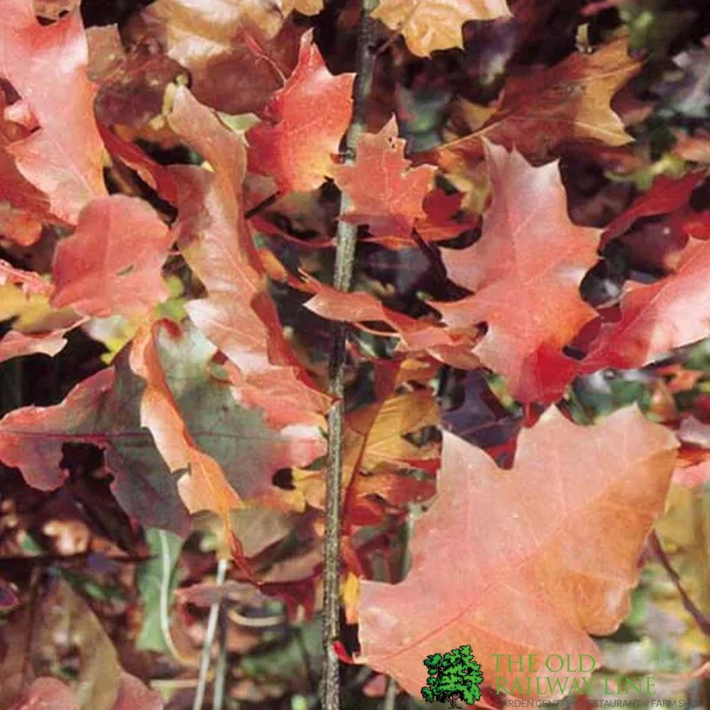 Red Oak Tree 'Quercus Rubra' 12Ltr Pot 3 Red Oak Tree 'Quercus Rubra' 12Ltr Pot