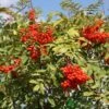 Sorbus Aucuparia 12Ltr Pot -Longacres Shop 5038838005428