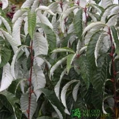 Sorbus Hemsleyi 'John Bond' 7Ltr Pot