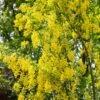 Laburnum Anagyroides ‘Yellow Rocket’ 12Ltr Pot 2 Laburnum Anagyroides ‘Yellow Rocket’ 12Ltr Pot -Longacres Shop 5038838106224 8a1010d9 be0c 4920 bfac 842d13215c2d