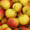 Crab Apple Tree 'Halloween' 12Ltr Pot -Longacres Shop 5038838138782