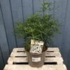 Choisya ? Dewitteana 'White Dazzler' Mexican Orange Plant 3Ltr Pot