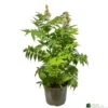 Sorbaria 'Sem' 3ltr Pot 1 Sorbaria 'Sem' 3ltr Pot -Longacres Shop 5050704086607