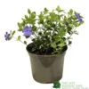 Vinca Minor 'Ralph Shugart' Plant 2Ltr Pot 1 Vinca Minor 'Ralph Shugart' Plant 2Ltr Pot -Longacres Shop 5050704147971