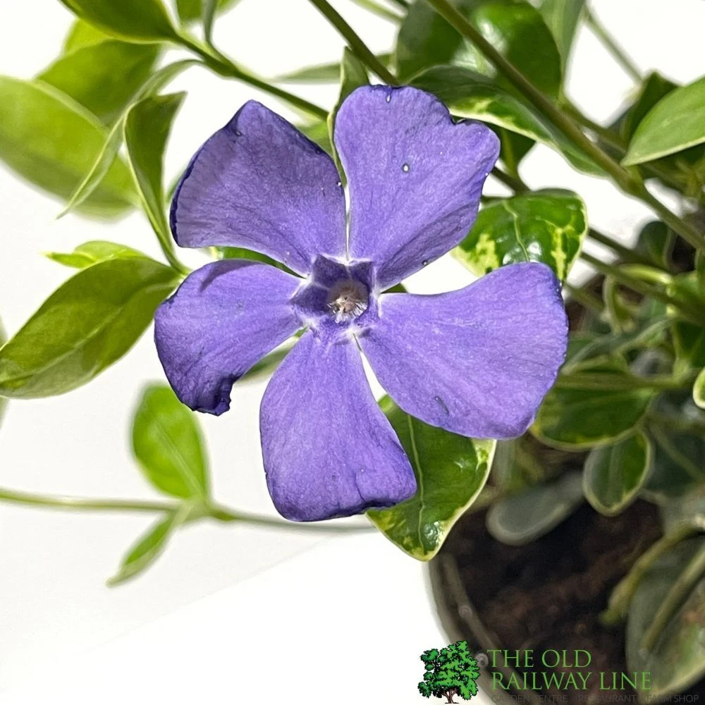 Vinca Minor 'Ralph Shugart' Plant 2Ltr Pot 3 Vinca Minor 'Ralph Shugart' Plant 2Ltr Pot - Image 2