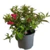 Weigela 'All Summer Red' Plant 3Ltr Pot 1 Weigela 'All Summer Red' Plant 3Ltr Pot -Longacres Shop 5050704374100