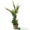 Cupressus 'Excalibur Gold' Conifer 3Ltr Pot -Longacres Shop 5050704420210 c0ec8803 f0f5 4b90 8fc7 c596ad17406a