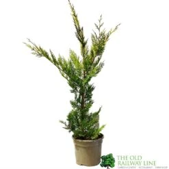 Cupressus 'Excalibur Gold' Conifer 3Ltr Pot
