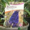 Buddleja Buzz 'Indigo' Plant 3Ltr Pot -Longacres Shop 5050704428308