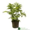 Sambucus Nigra 'Golden Tower' Elder Tree 3Ltr Pot 1 Sambucus Nigra 'Golden Tower' Elder Tree 3Ltr Pot -Longacres Shop 5050704583229