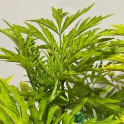 Sambucus Nigra 'Golden Tower' Elder Tree 3Ltr Pot 5 Sambucus Nigra 'Golden Tower' Elder Tree 3Ltr Pot -Longacres Shop 5050704583229 2