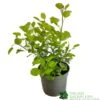 Cotinus Coggygria 'Golden Spirit' 3Ltr Pot -Longacres Shop 5050704603385