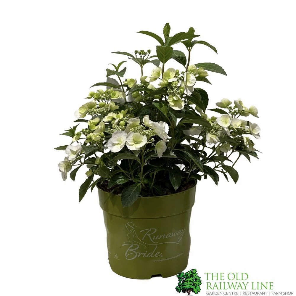 Hydrangea 'Runaway Bride' Plant 3Ltr Pot 3 Hydrangea 'Runaway Bride' Plant 3Ltr Pot