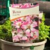 Pink Ground Cover Rose 'Rosa Cutie Pie' 3Ltr Pot