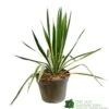 Yucca Filamentosa 'Bright Edget' 3Ltr Pot -Longacres Shop 5050704639667 6447b7f4 5202 4227 9495 149920b15b6e