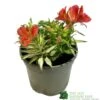 Alstroemeria 'Little Miss Zoe' Peruvian Lily -Longacres Shop 5050704640373